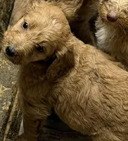 Rosebud , a female Labradoodle for sale in Searcy, AR – Photo 2 of 3