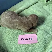 Rosebud , a female Labradoodle for sale in Searcy, AR – Photo 3 of 3