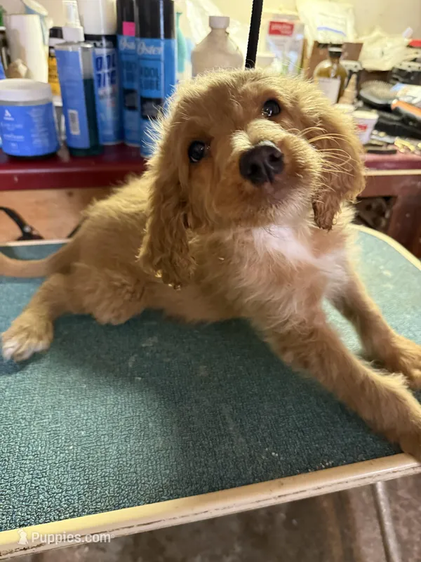 Rosebud  – Labradoodle puppy for sale in Searcy, AR