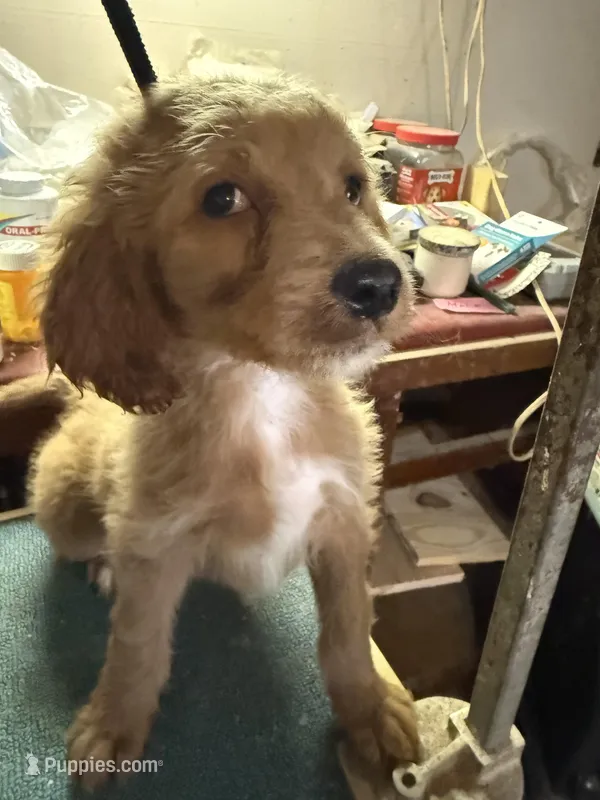 Rosebud  – Labradoodle puppy for sale in Searcy, AR