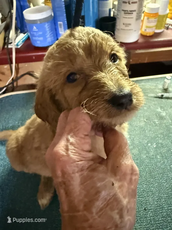 Rosebud  – Labradoodle puppy for sale in Searcy, AR