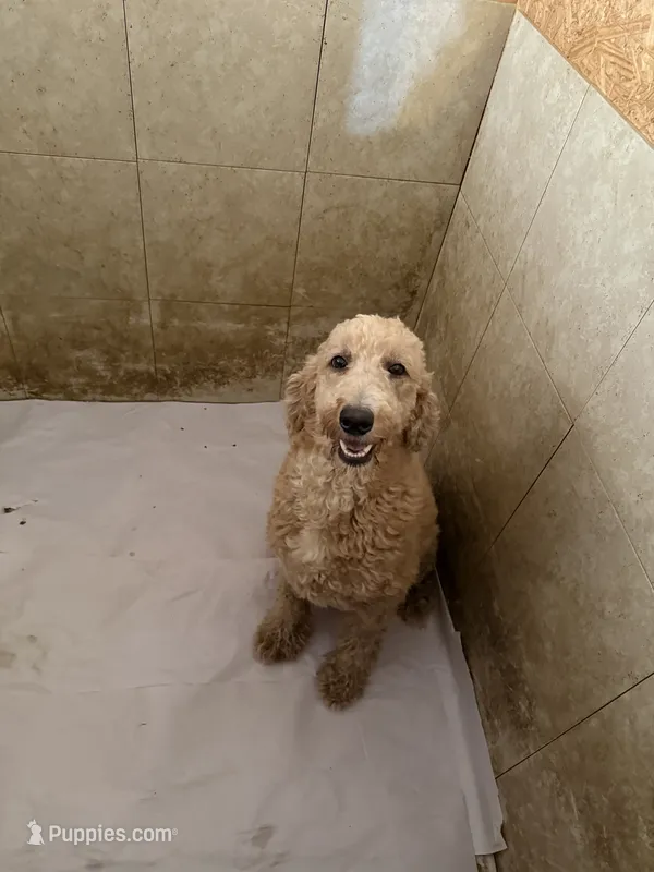 Labradoodle F1b – Labradoodle puppy for sale in Searcy, AR