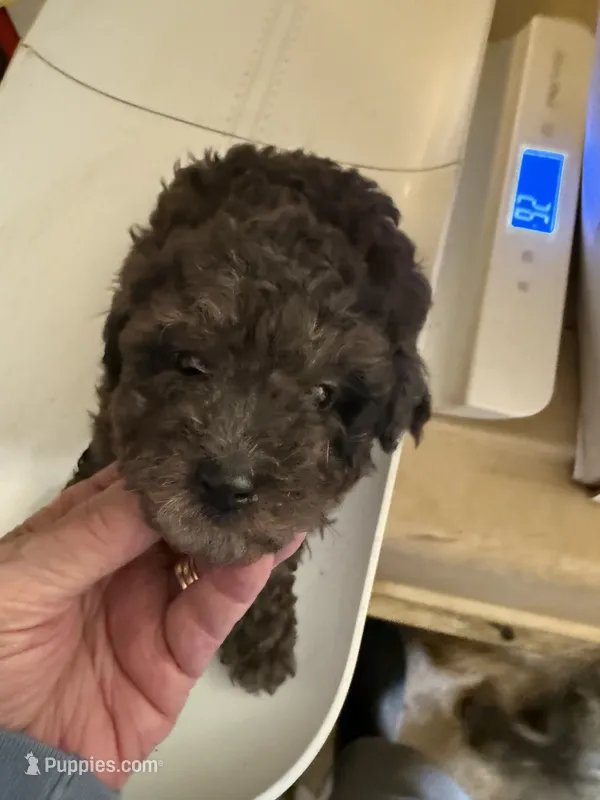Cocoa  – Aussiedoodle puppy for sale in Searcy, AR