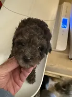 Cocoa , a male Aussiedoodle for sale in Searcy, AR – 1 of 10