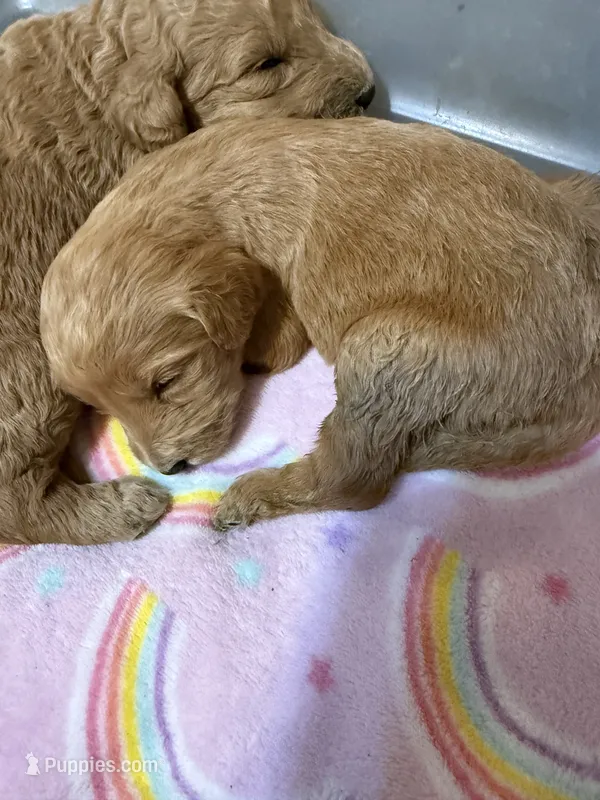 Karla  – Labradoodle puppy for sale in Searcy, AR