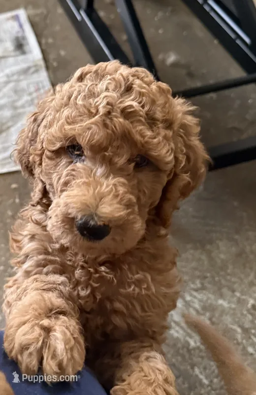 Rose – Labradoodle, Poodle - Standard  puppy for sale in Searcy, AR