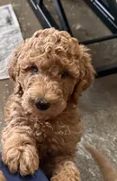 Rose, a female Labradoodle and Poodle - Standard  for sale in Searcy, AR – 1 of 7