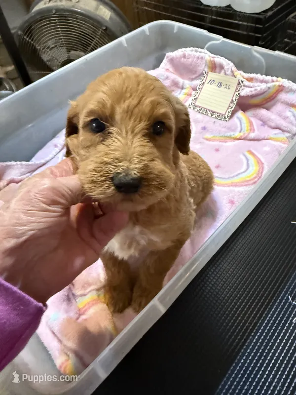 Karla  – Labradoodle puppy for sale in Searcy, AR