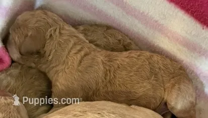Labradoodle F1b – Labradoodle puppy for sale in Searcy, AR
