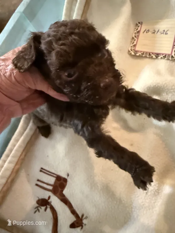 Peanut  – Poodle - Toy  puppy for sale in Searcy, AR