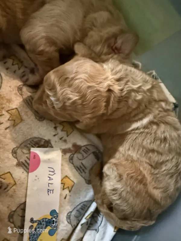 Reddy – Labradoodle puppy for sale in Searcy, AR