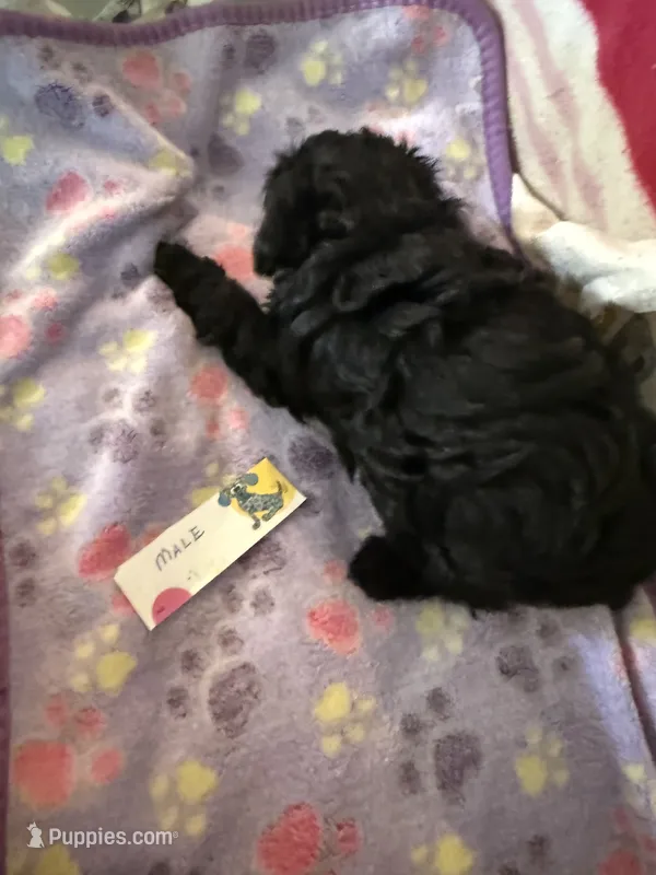 Souter – Poodle - Toy  puppy for sale in Searcy, AR