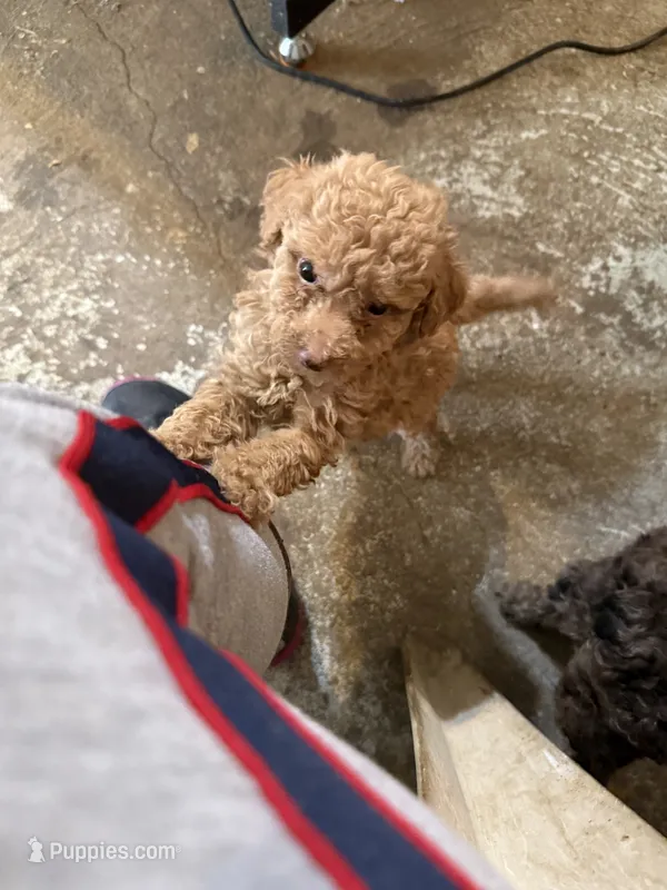 Milkyway – Aussiedoodle puppy for sale in Searcy, AR