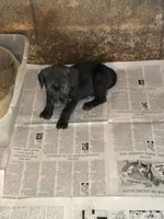 Blacky, a male Jack Russell Terrier for sale in Searcy, AR – 3 of 7