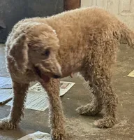 Labradoodle F1b, a  Labradoodle for sale in Searcy, AR – 2 of 2