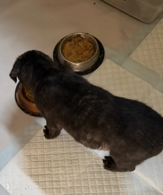 Blacky – Jack Russell Terrier puppy for sale in Searcy, AR