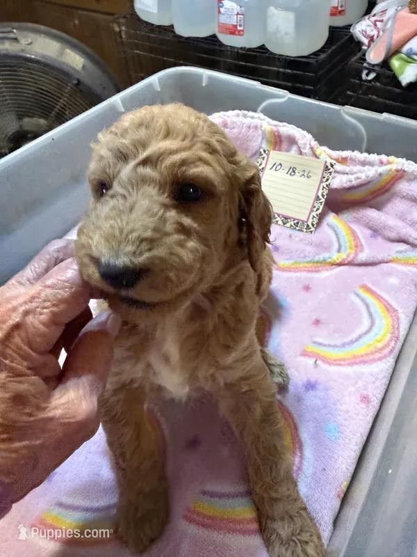 Rose – Labradoodle puppy for sale in Searcy, AR