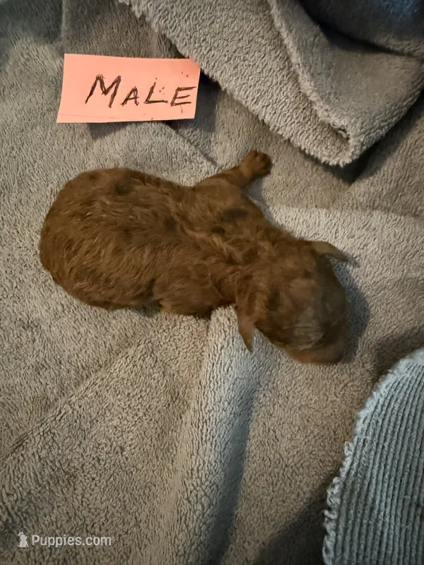 Cocoa  – Aussiedoodle puppy for sale in Searcy, AR