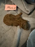 Cocoa , a male Aussiedoodle for sale in Searcy, AR – 1 of 1