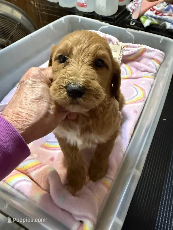 Karla  – Labradoodle puppy for sale in Searcy, AR