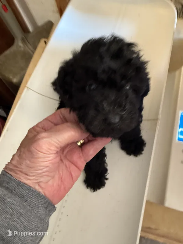 Ace – Poodle - Toy  puppy for sale in Searcy, AR