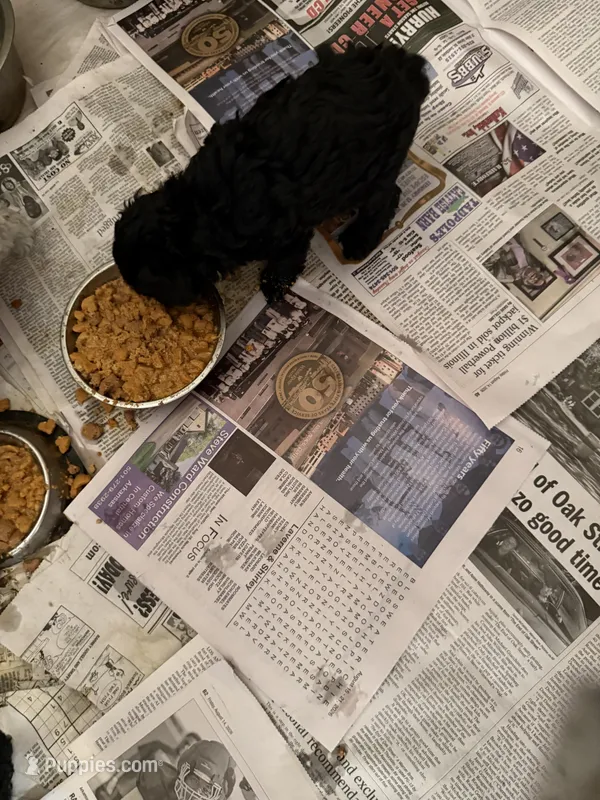 Sammy – Poodle - Toy  puppy for sale in Searcy, AR