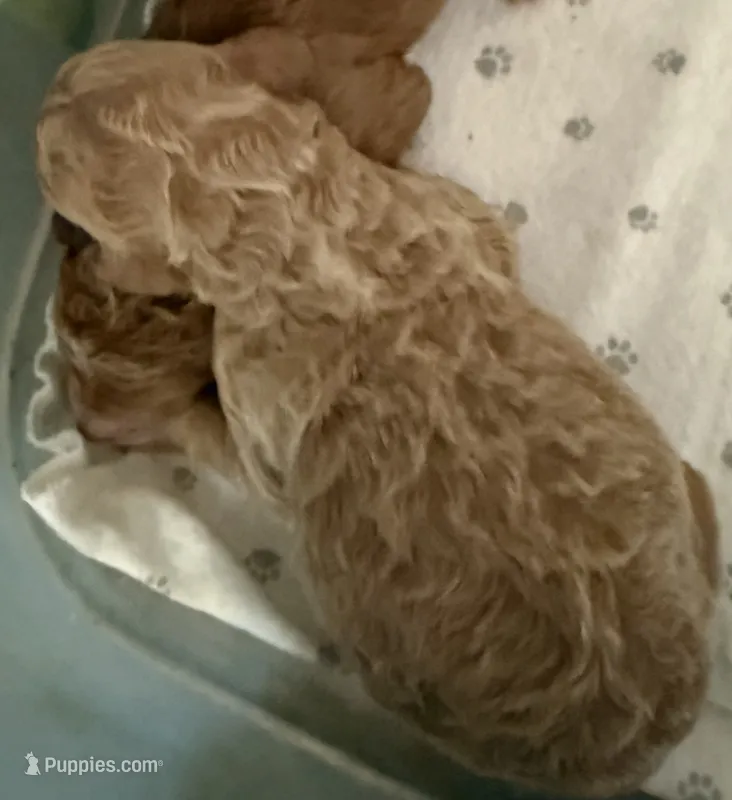 April – Labradoodle, Poodle - Standard  puppy for sale in Searcy, AR