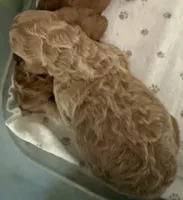 April, a female Labradoodle and Poodle - Standard  for sale in Searcy, AR – 1 of 1