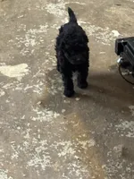 Midnight , a female Aussiedoodle for sale in Searcy, AR – 3 of 8