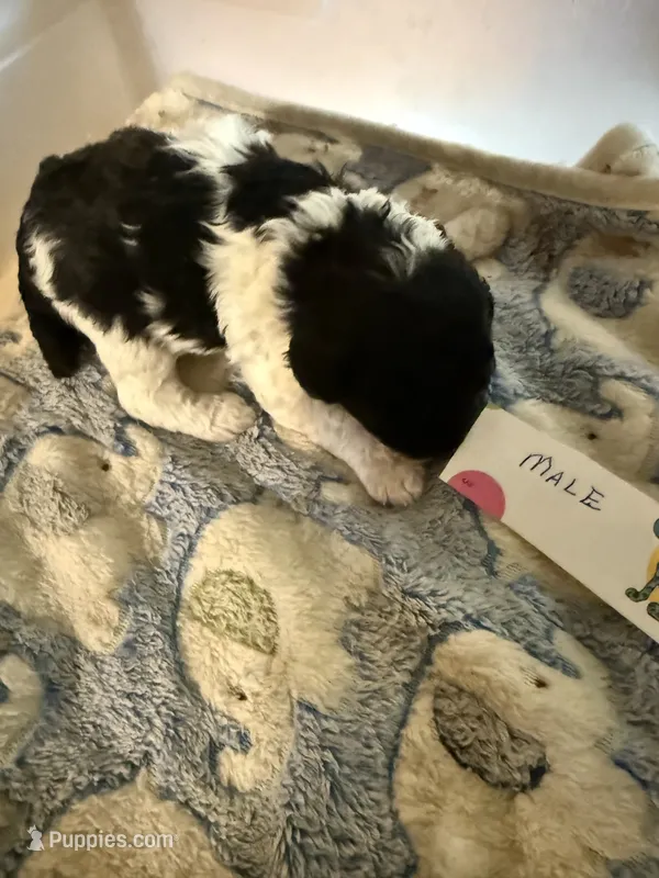 Black w/white – Poodle - Toy  puppy for sale in Searcy, AR