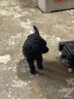 Midnight , a female Aussiedoodle for sale in Searcy, AR – 2 of 8