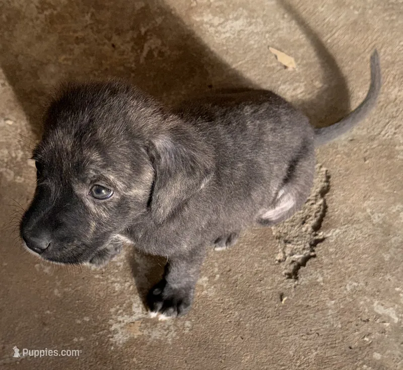 Blacky – Jack Russell Terrier puppy for sale in Searcy, AR