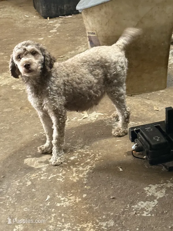 Toy Poodle  – Poodle - Toy  puppy for sale in Searcy, AR
