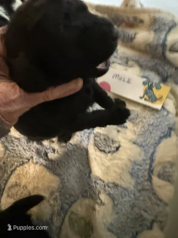 Souter – Poodle - Toy  puppy for sale in Searcy, AR