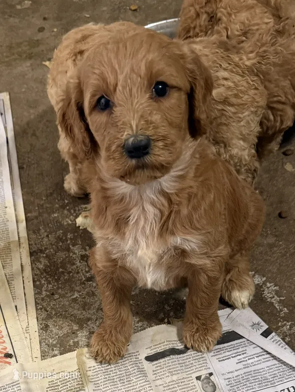 Rose – Labradoodle puppy for sale in Searcy, AR