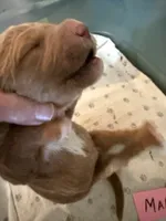 Red, a male Labradoodle and Poodle - Standard  for sale in Searcy, AR – 2 of 6