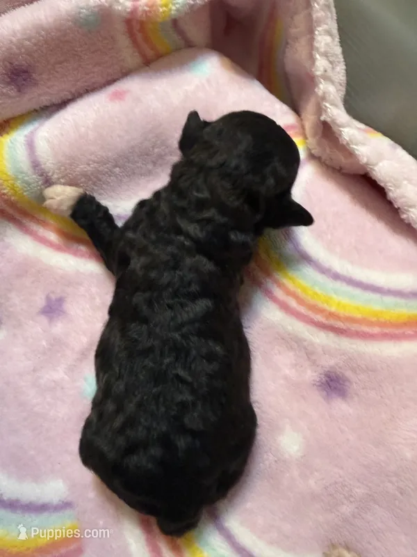 Velvet  – Poodle - Toy  puppy for sale in Searcy, AR