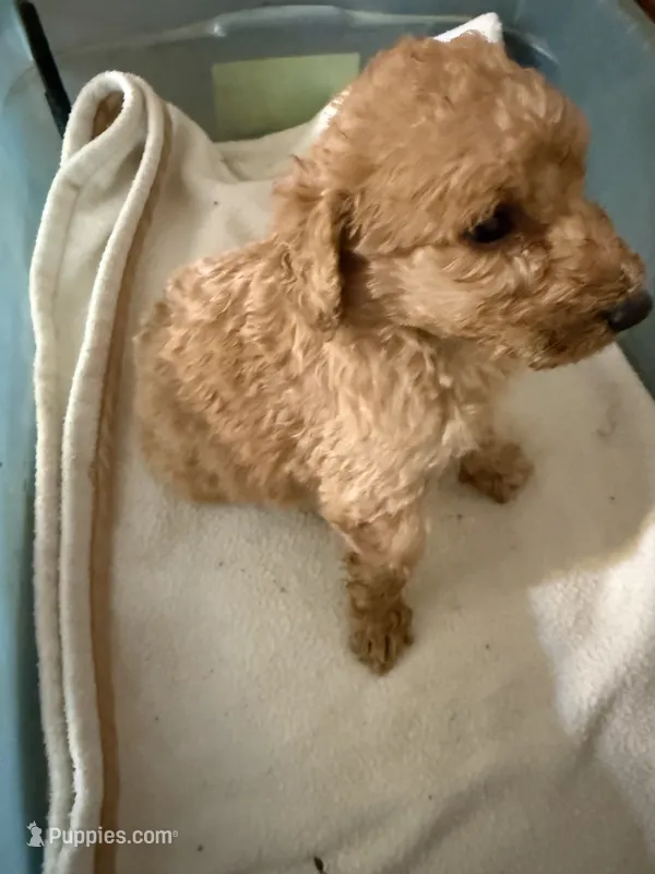 Reddy – Labradoodle puppy for sale in Searcy, AR