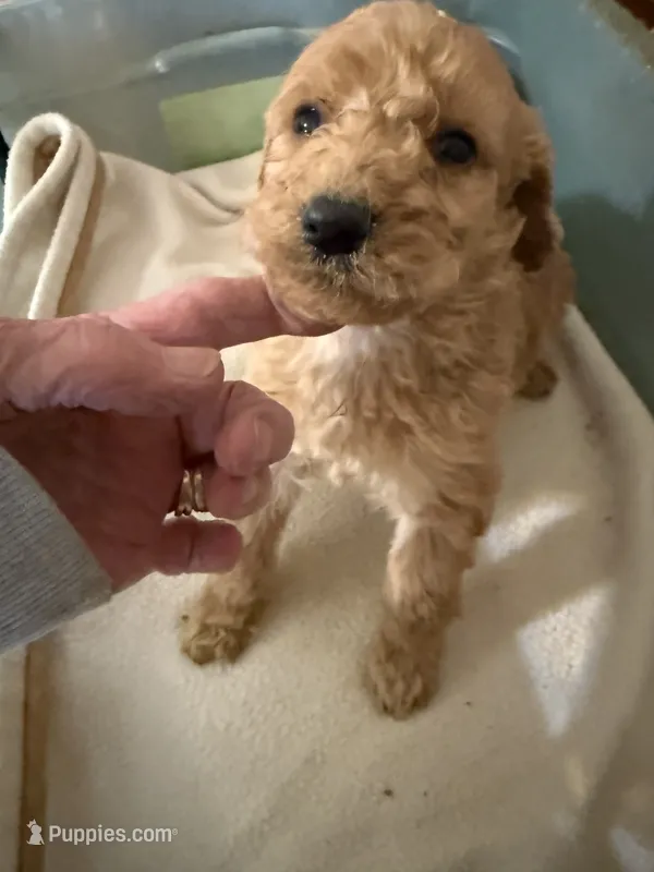 Teddy – Labradoodle puppy for sale in Searcy, AR