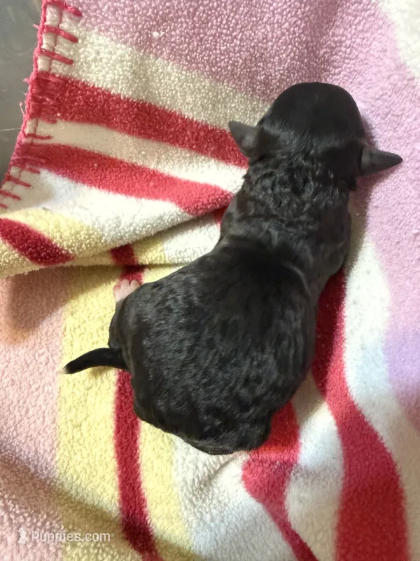 Velvet  – Poodle - Toy  puppy for sale in Searcy, AR