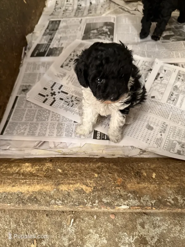Black w/white – Poodle - Toy  puppy for sale in Searcy, AR