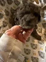 Cocoa , a male Aussiedoodle for sale in Searcy, AR – 3 of 10