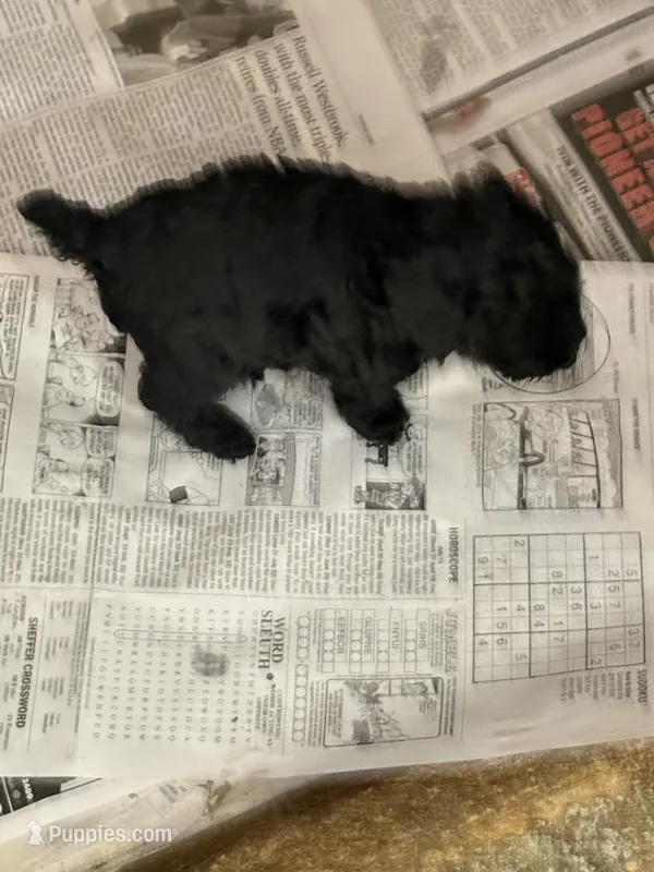 Souter – Poodle - Toy  puppy for sale in Searcy, AR