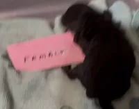Sammy, a female Poodle - Toy  for sale in Searcy, AR – 1 of 1
