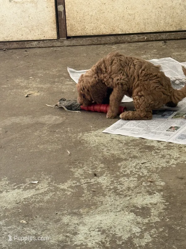 Red – Labradoodle, Poodle - Standard  puppy for sale in Searcy, AR
