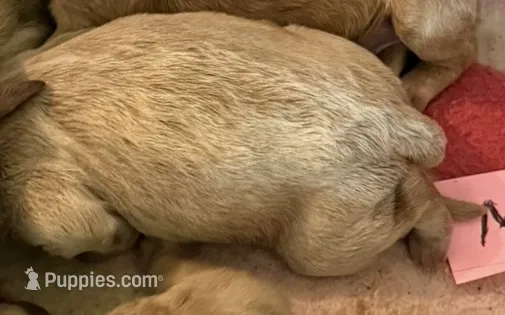 Teddy – Labradoodle puppy for sale in Searcy, AR