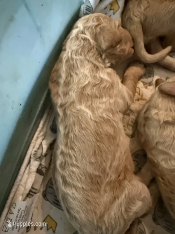 Labradoodle F1b – Labradoodle puppy for sale in Searcy, AR