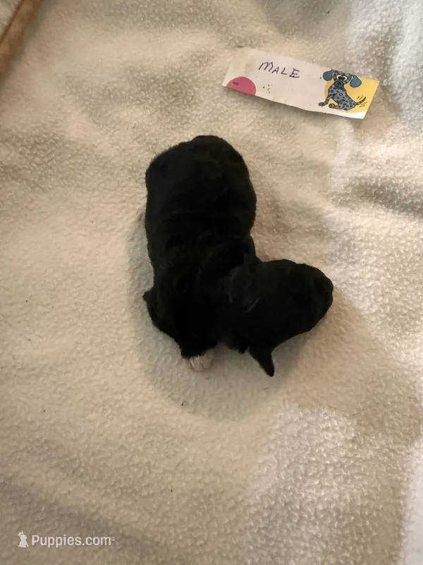 Nickel – Poodle - Toy  puppy for sale in Searcy, AR