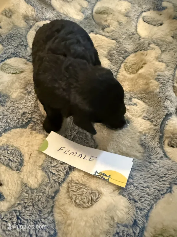 Sammy – Poodle - Toy  puppy for sale in Searcy, AR