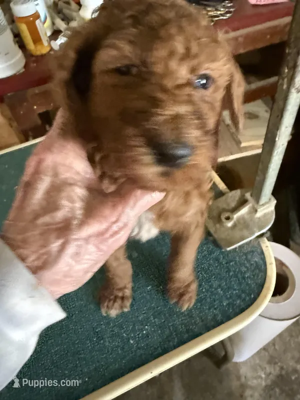 Waggin – Poodle - Standard  puppy for sale in Searcy, AR